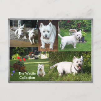 La postal Westie Collection