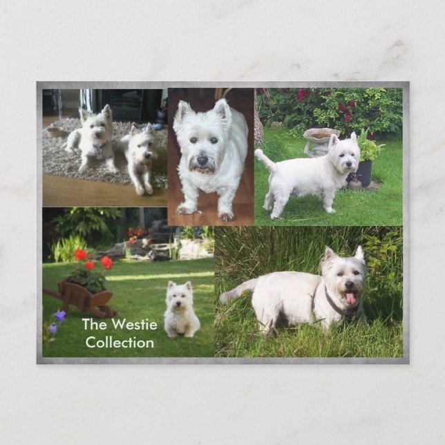 La postal Westie Collection (Anverso)