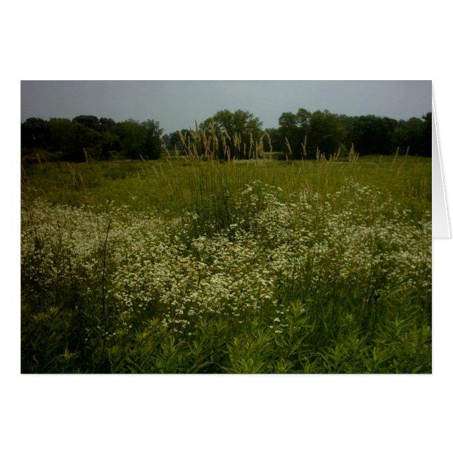 La pradera florece la tarjeta (Anverso (Horizontal))