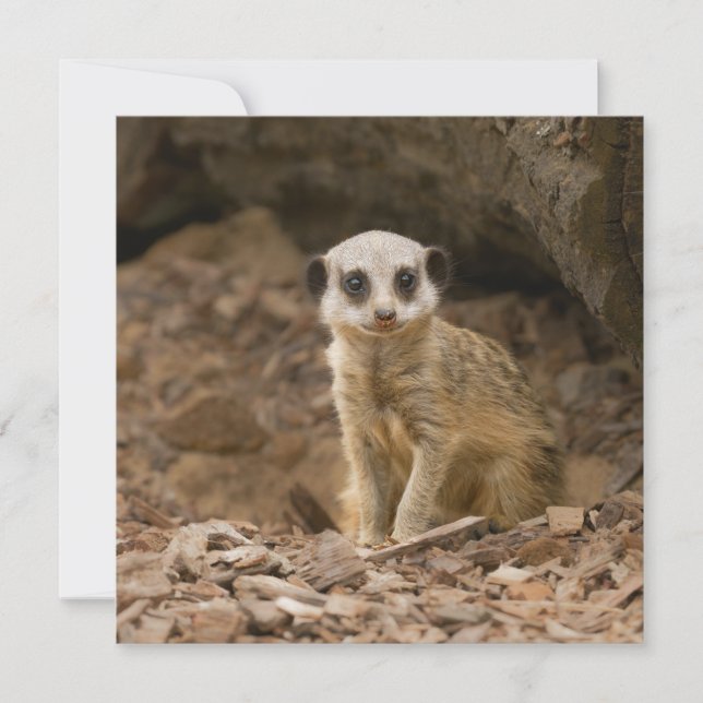 La preciosa dosis del bebé Meerkat (Anverso)