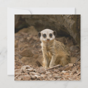 La preciosa dosis del bebé Meerkat