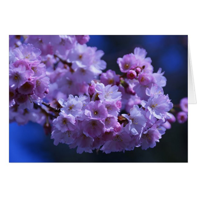 ¡La primavera está aquí! (Anverso (Horizontal))