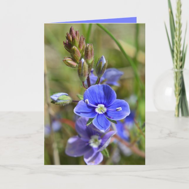 La primavera florece la tarjeta de felicitación (Anverso)