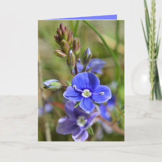 La primavera florece la tarjeta de felicitación