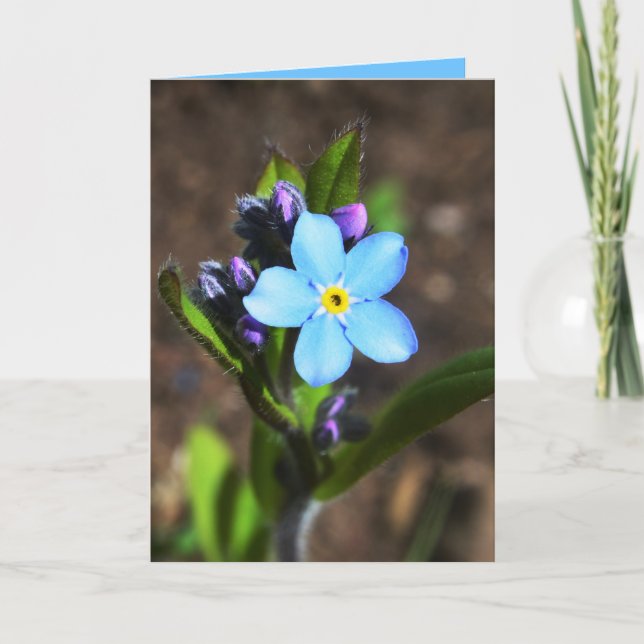 La primavera florece la tarjeta de felicitación (Anverso)
