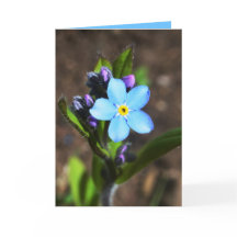 La primavera florece la tarjeta de felicitación