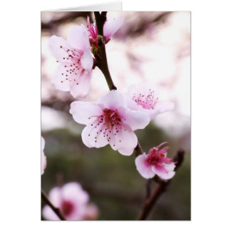 La primavera florece tarjeta