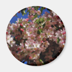 La primavera rosada florece imán de la flor