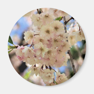 La primavera rosada florece imán de la flor