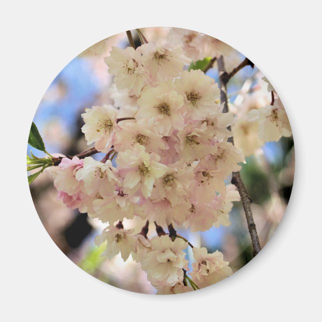 La primavera rosada florece imán de la flor (Frente)