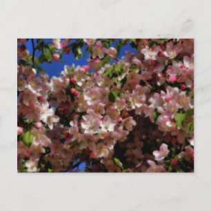 La primavera rosada florece postal de la flor