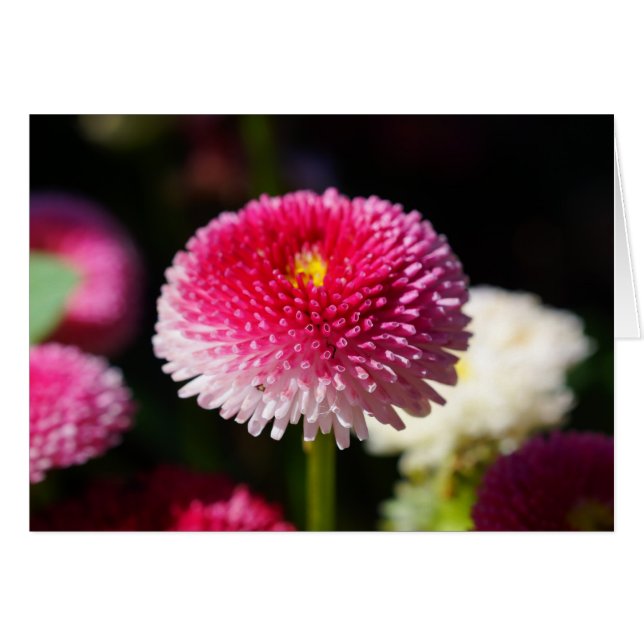 ¡La primavera tiene Sprung! (Anverso (Horizontal))