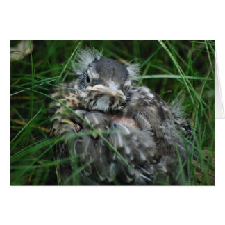 La primera primavera de Robin del Bebé