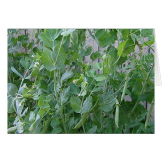 La princesa y el té