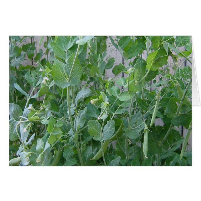 La princesa y el té (Anverso (Horizontal))