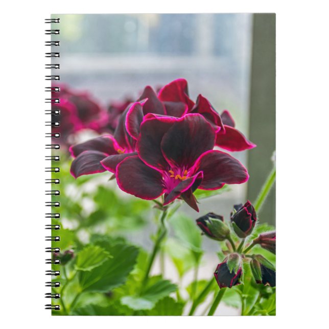 La púrpura florece el cuaderno (Frente)