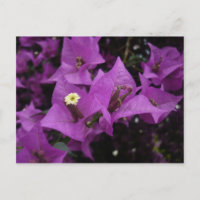 La púrpura florece la postal del |