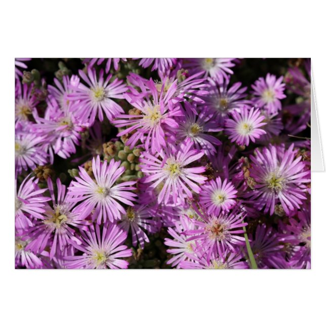 La púrpura florece la tarjeta en blanco (Anverso (Horizontal))