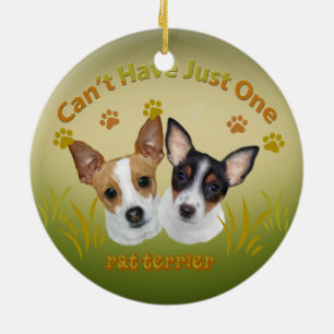 La rata Terrier no puede tener apenas un ornamento