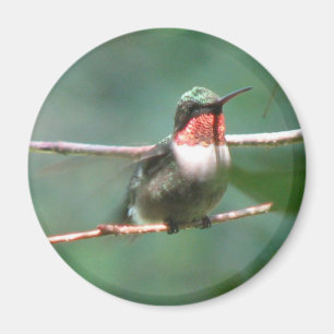 La Rubí-garganta agita imán