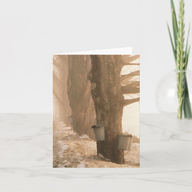 La savia Buckets la tarjeta de nota (Anverso)