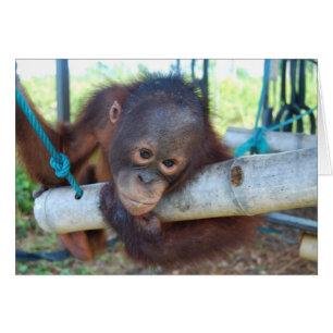 La selva tropical soña despierto en el santuario