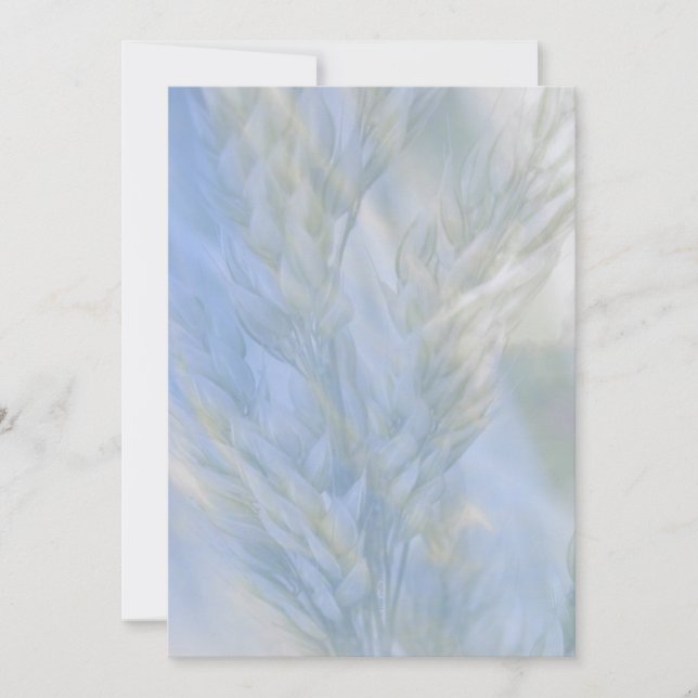 La Semilla de la Vida (Anverso)