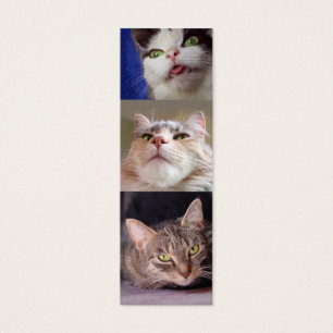 La señal de Catlovers