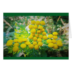 La señorita amarilla se burla de las flores Tansy