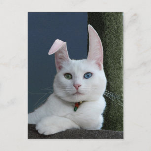 La serenidad como la postal de Bunny