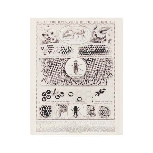 La serie de educadores de arte de paredes antiguas (Anverso)