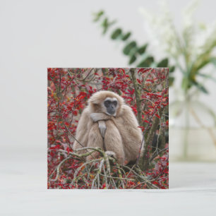 La soledad de Gibbon