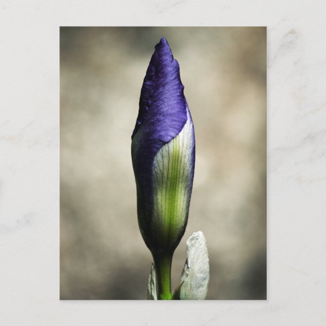 La tarjeta de belleza que llega (Anverso)