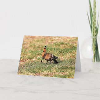 La tarjeta de felicitación del Hoopoe
