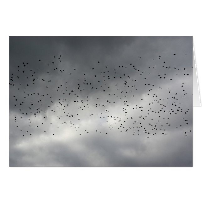 La tarjeta de rebaño (Anverso (Horizontal))