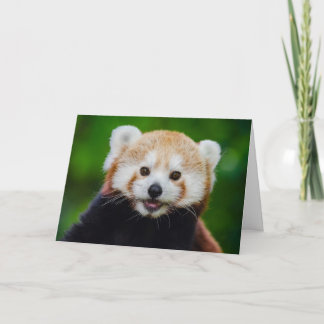 La tarjeta de San Valentín del Panda Rojo