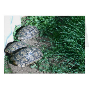 La tarjeta de tres tortugas
