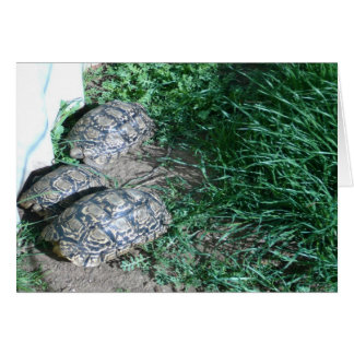 La tarjeta de tres tortugas