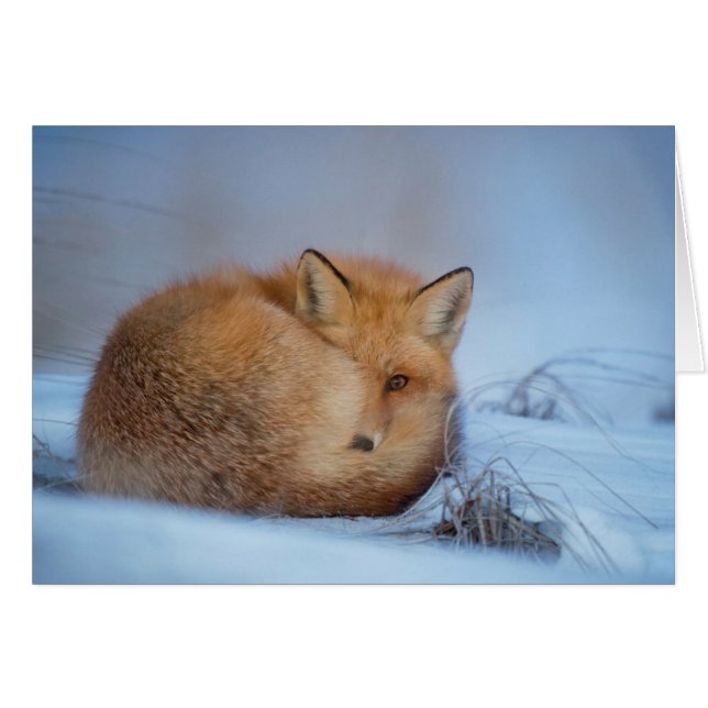 La tarjeta del Fox (Anverso (Horizontal))