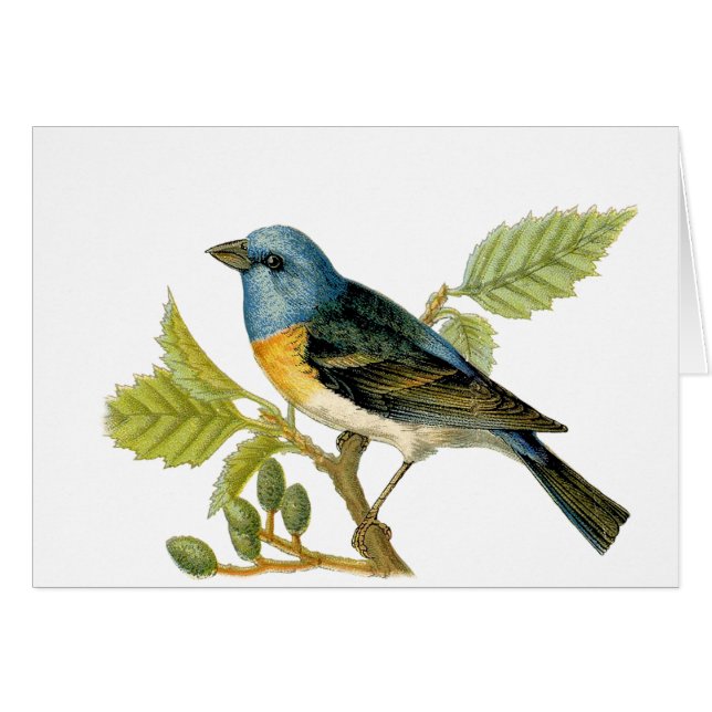 La tarjeta Lazuli Bunting Bird (Anverso (Horizontal))