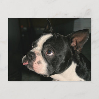 ¡La tarjeta postal de Boston Terrier!