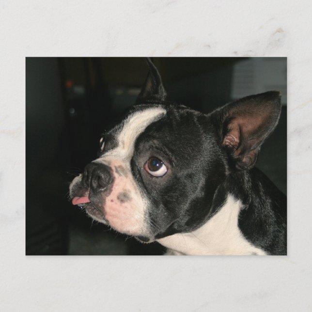 ¡La tarjeta postal de Boston Terrier! (Anverso)