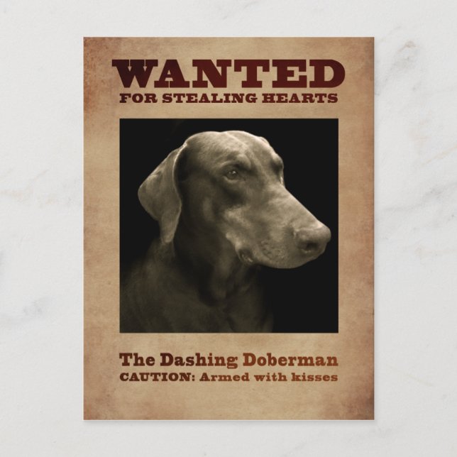 La tarjeta postal de Doberman (Anverso)