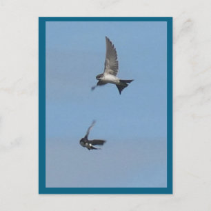 La tarjeta postal de dos martines voladores