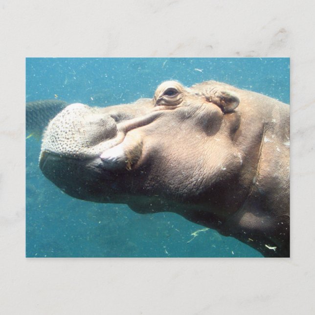 La tarjeta postal de Hippo (Anverso)