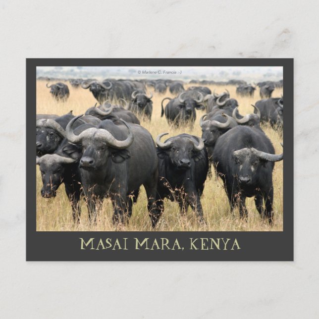La tarjeta postal de Kenia de los Buffaloes Africa (Anverso)