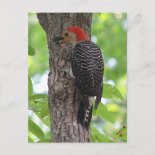 La tarjeta postal de lengua de Red-bellie