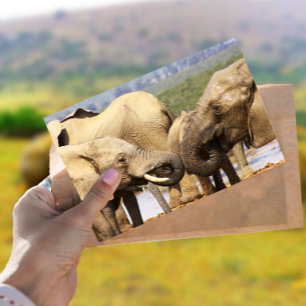 La tarjeta postal de los elefantes cara a cara