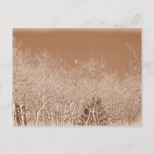 La tarjeta postal del bosque blanco