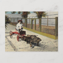 La Tarjeta Postal del Carrito de Lagarto